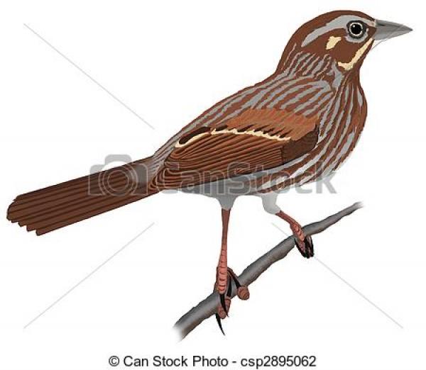 Song Sparrow clipart