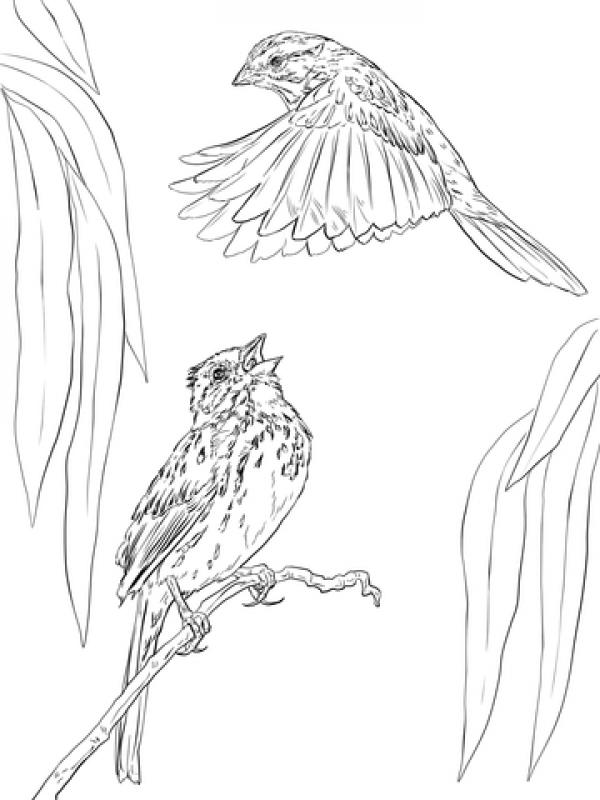 preview Song Sparrow coloring