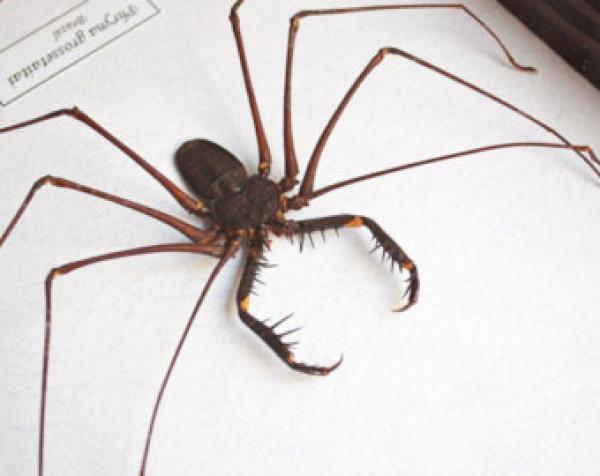 preview South American Cave Spider clipart