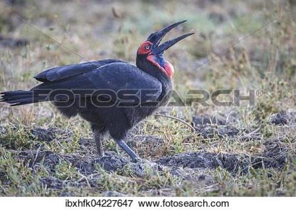 preview Southern Ground Hornbill clipart