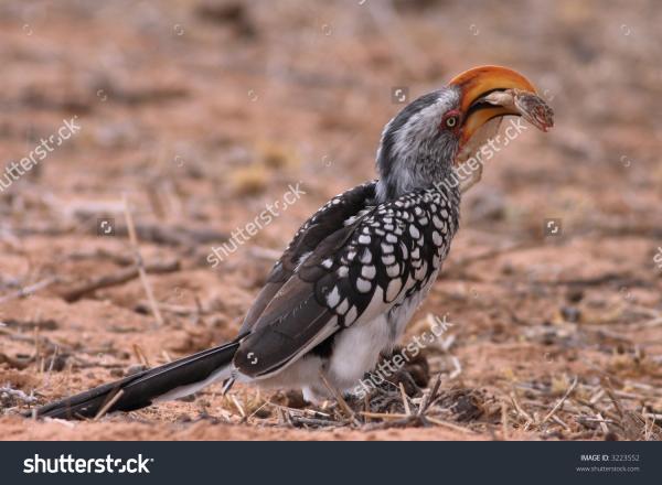 Southern Yellow-billed Hornbill clipart