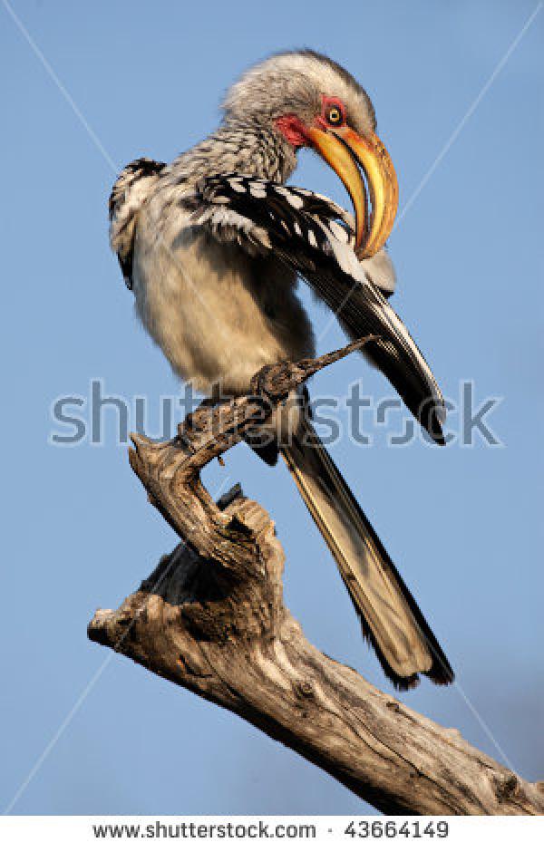 Southern Yellow-billed Hornbill coloring