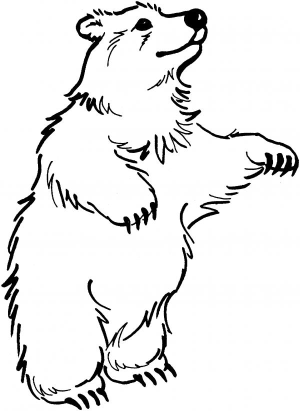 preview Spectacled Bear coloring
