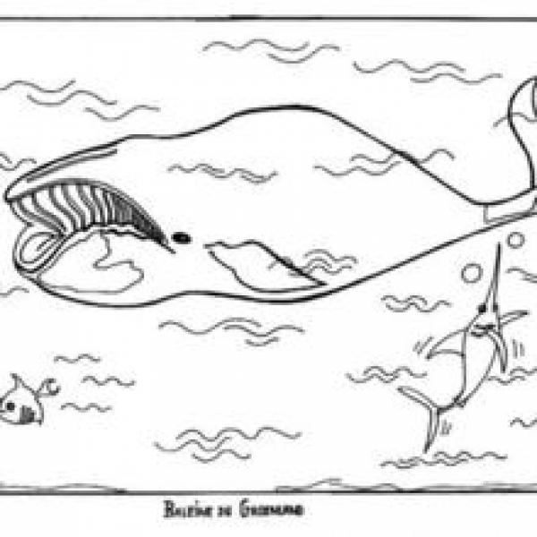 preview Sperm Whale coloring