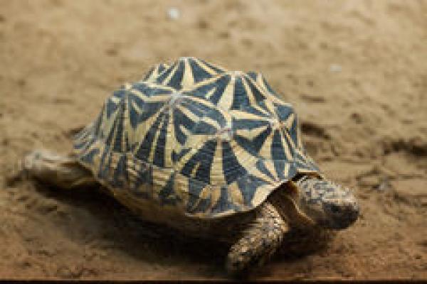 Spider Tortoise clipart