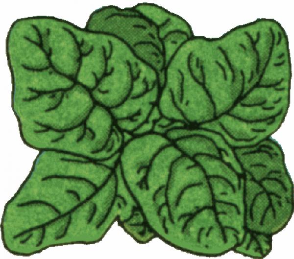preview Spinach clipart