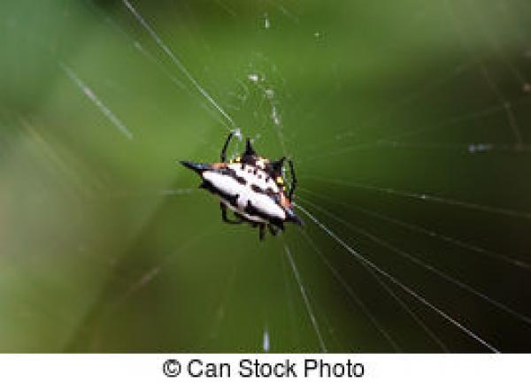 preview Spiny Orb Weaver clipart