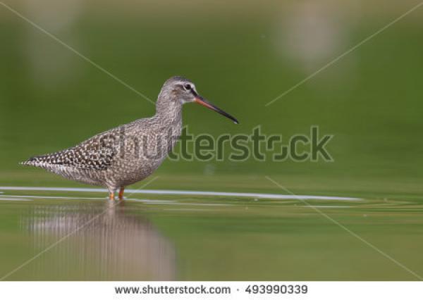 preview Spotted Redshank clipart