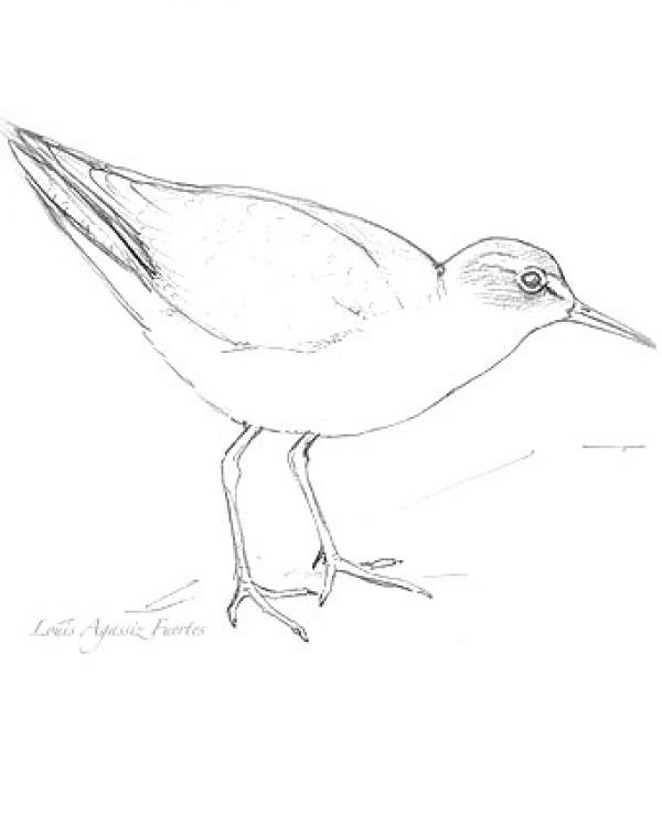 preview Spotted Sandpiper coloring