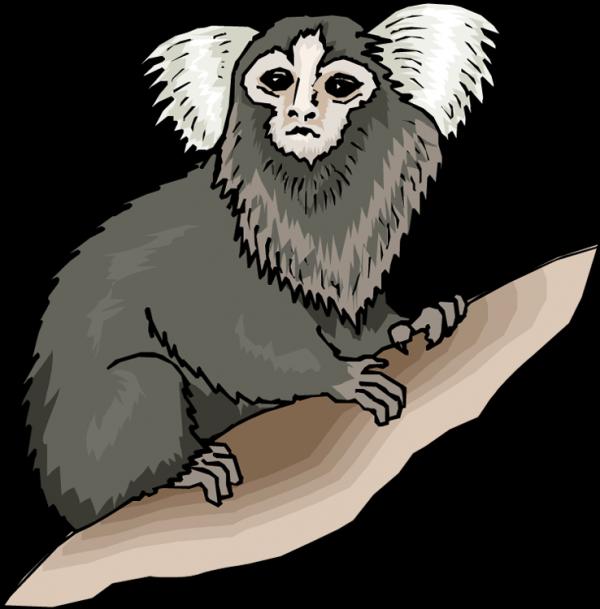 Squirrel Monkey clipart