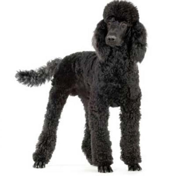 preview Standard Poodle clipart