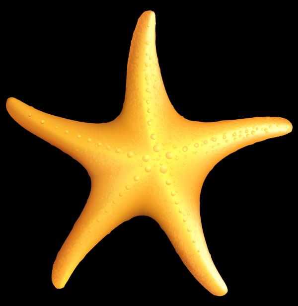 preview Starfish clipart