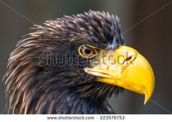 Steller's Sea Eagle clipart