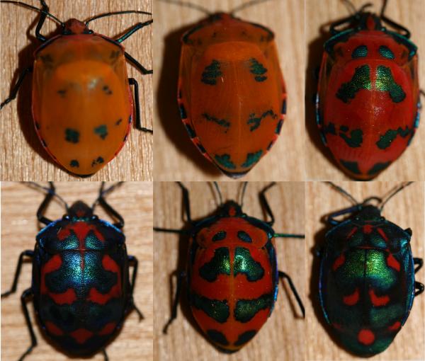 Stink Bug coloring