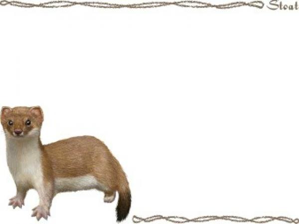 preview The Stoat clipart