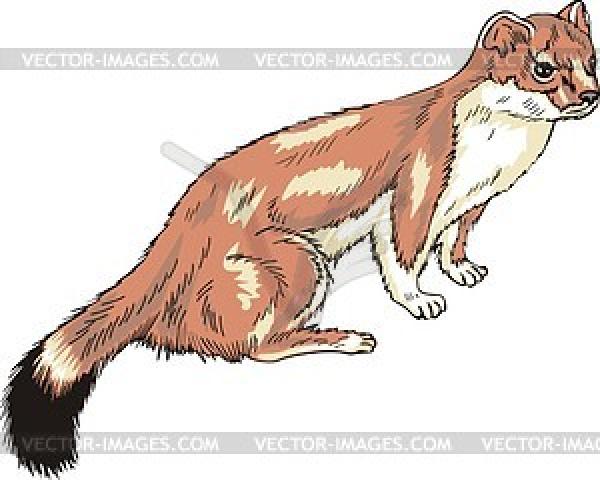 preview Stoat clipart