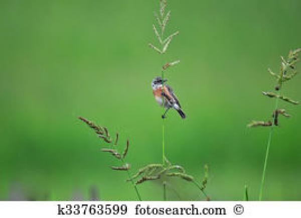 Stonechat clipart