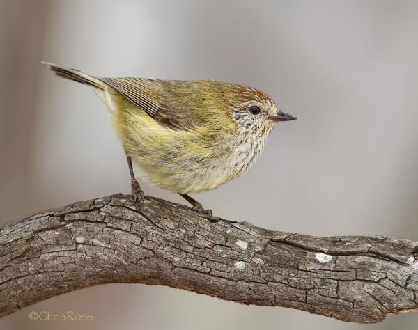 preview Striated Thornbill clipart