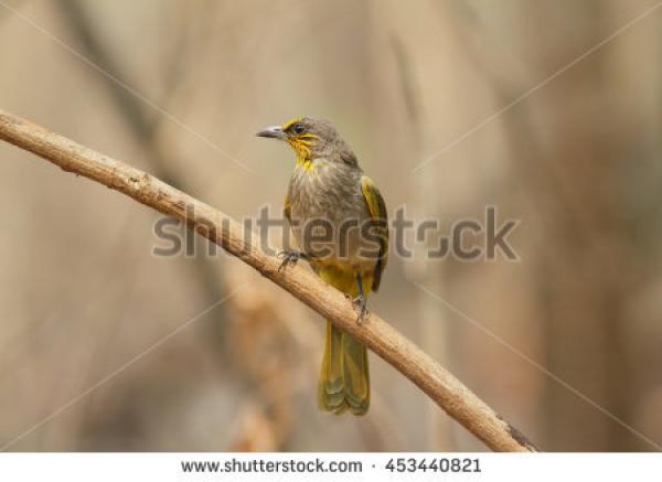 preview Stripe-throated Bulbul clipart