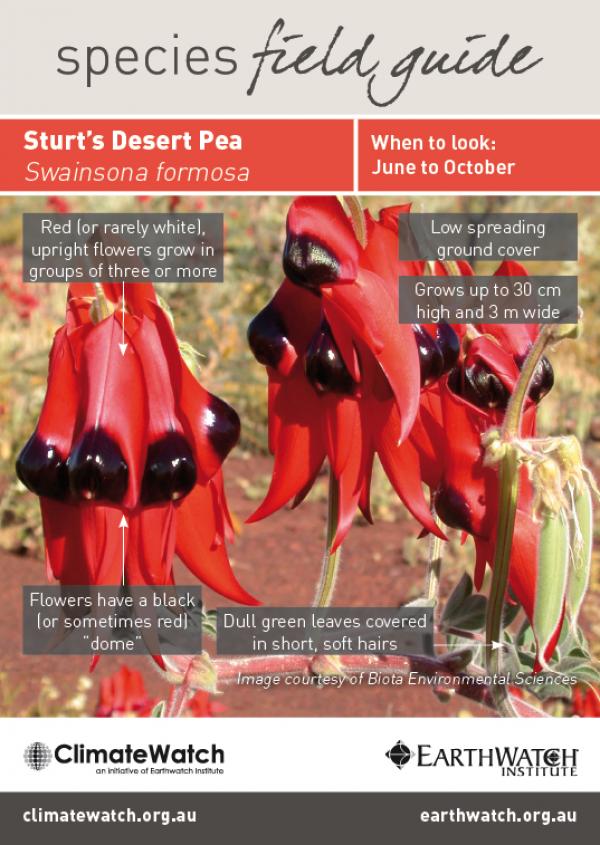 preview Sturt's Desert Pea svg