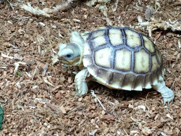 preview Sulcata Tortoise clipart