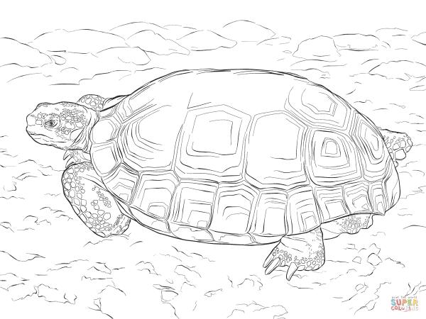 preview Sulcata Tortoise coloring