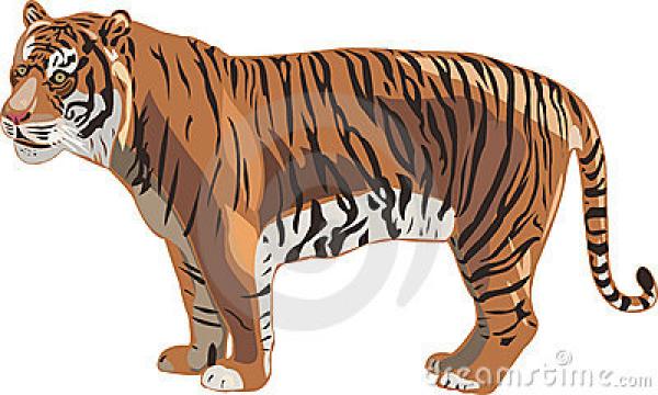 preview Sumatran Tiger clipart