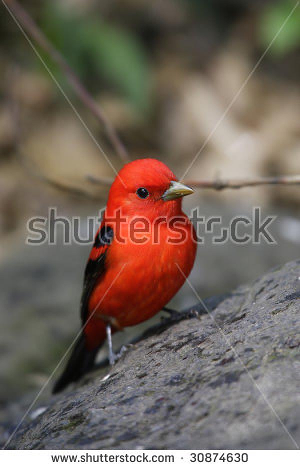 preview Summer Tanager clipart