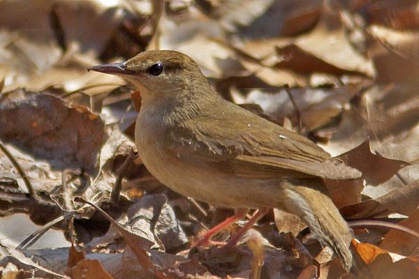 Swainson's Warbler clipart