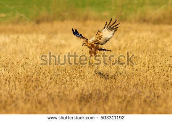 preview Swamp Harrier clipart