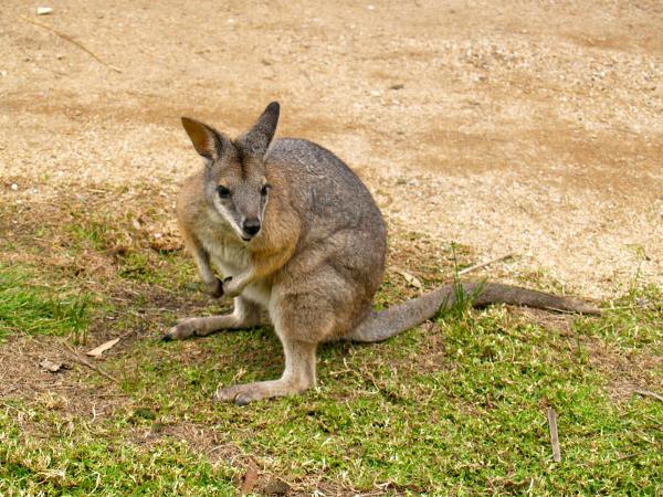 preview Swamp Wallaby clipart