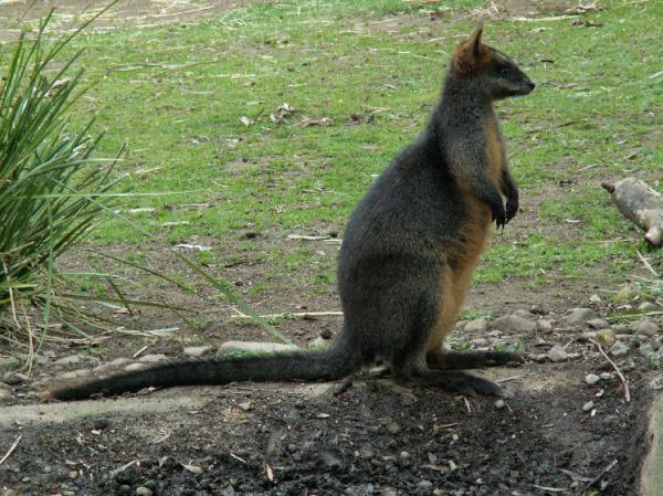 preview Swamp Wallaby svg
