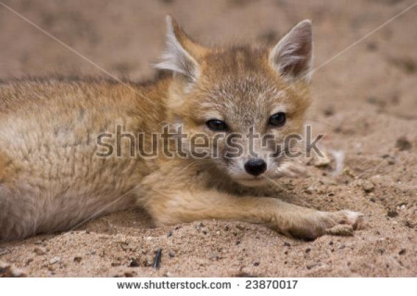 preview Swift Fox clipart