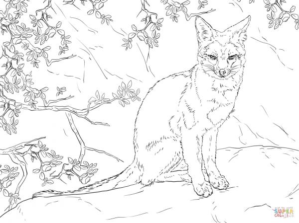 preview Swift Fox coloring