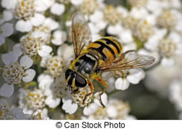 preview Syrphid Flies clipart