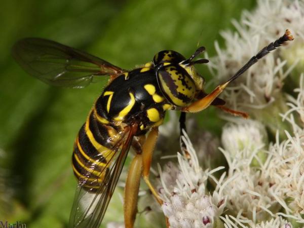 preview Syrphid Flies coloring
