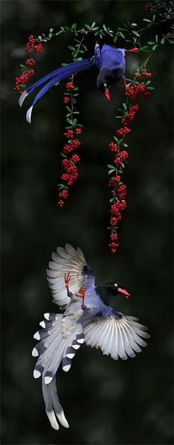 preview Taiwan Blue Magpie svg