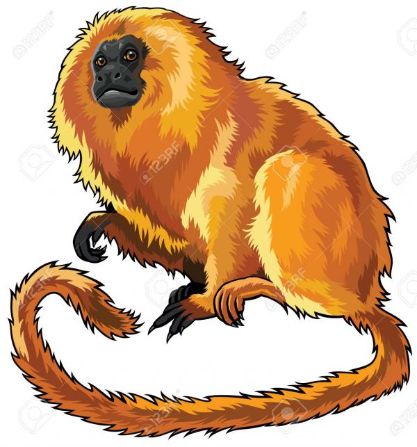 preview Tamarin clipart