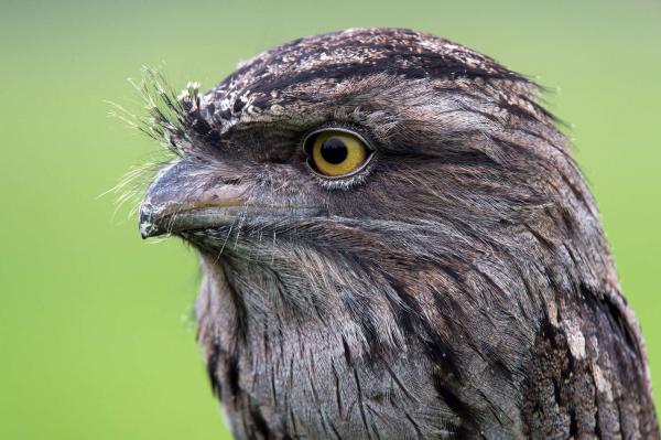 preview Tawny Frogmouth clipart