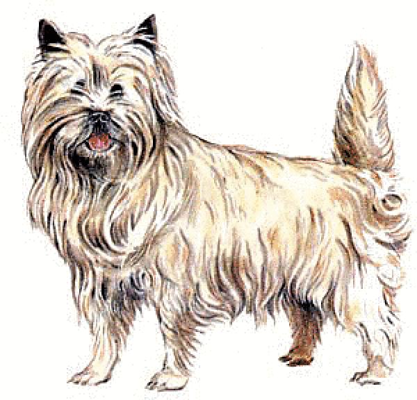 preview Terrier clipart
