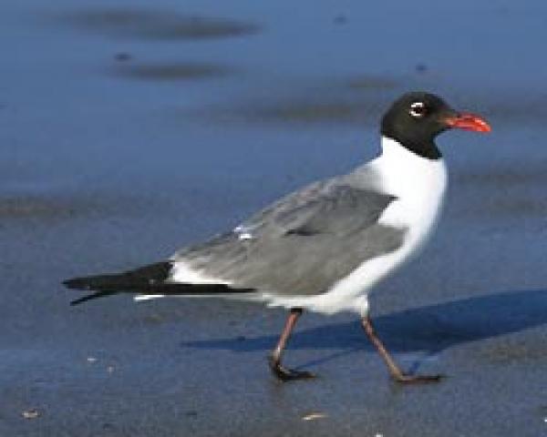 The Black Headed Laughing Gull coloring