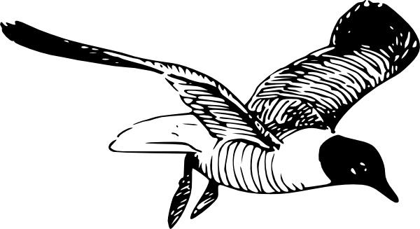 preview The Black Headed Laughing Gull svg