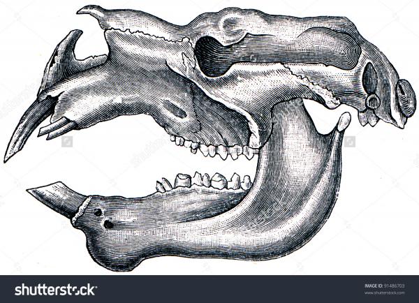 preview The Diprotodon clipart