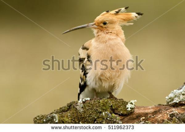 preview The Hoopoe Close Up coloring