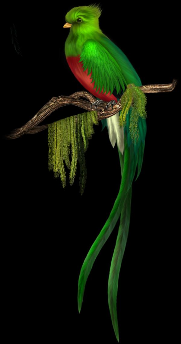 preview The Quetzal Of Guatamala clipart