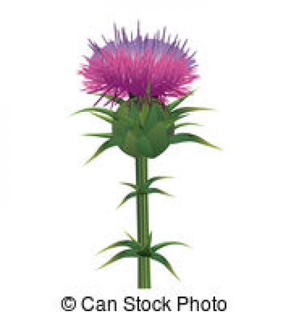preview Thistle clipart