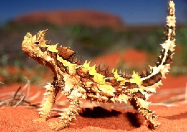 preview Thorny Devil coloring