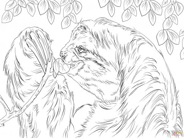 preview Three Toed Sloth coloring