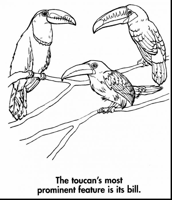 Toco Toucan coloring