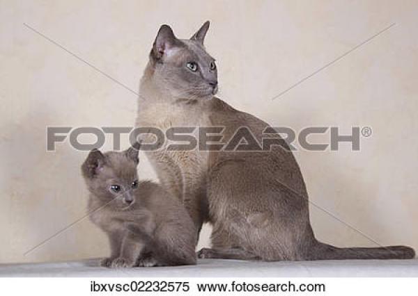 preview Tonkinese clipart
